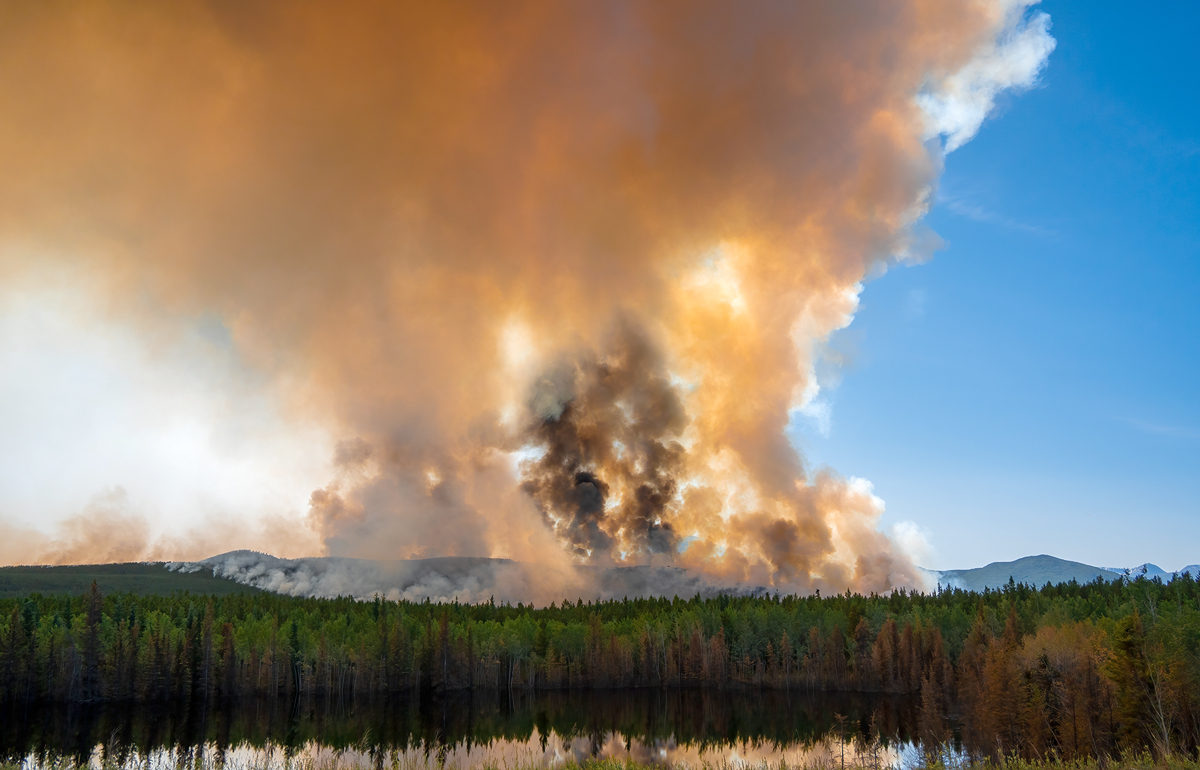 Canada’s boreal forest belongs on the radar of risk-minded investors.