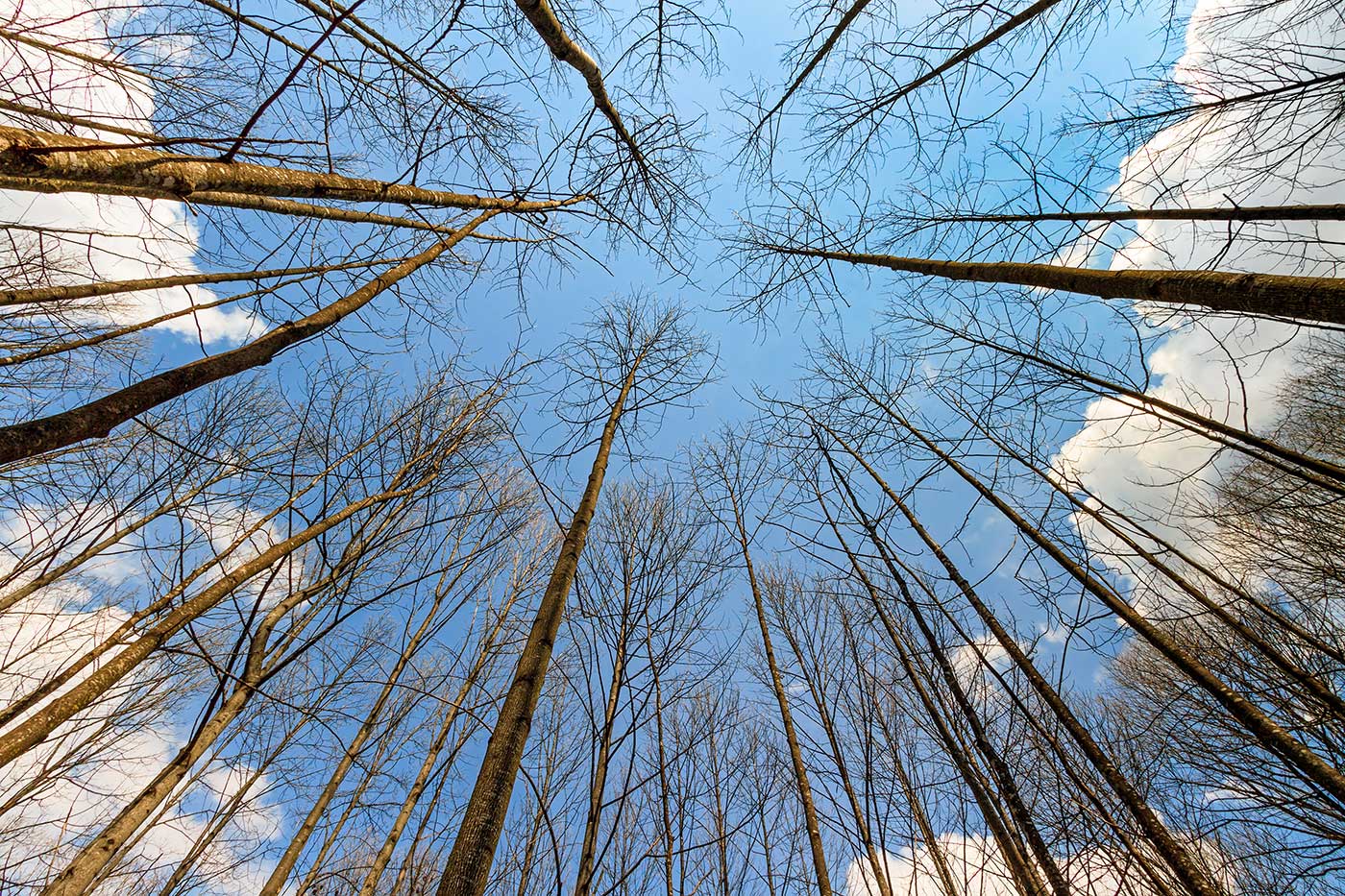 trees-in-early-spring-forest